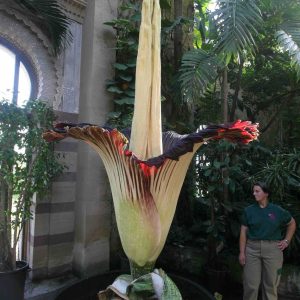 ショクダイオオコンニャク