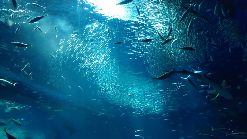 アクアワールド茨城県大洗水族館で海の生き物たちと触れ合う！