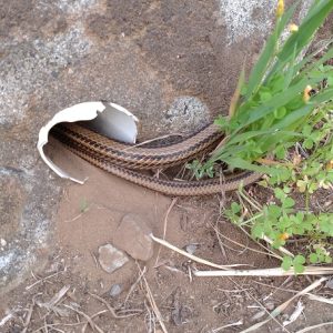 気体の平均分子間距離