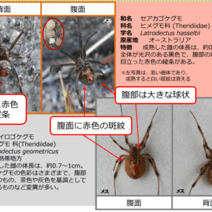 セアカゴケグモ