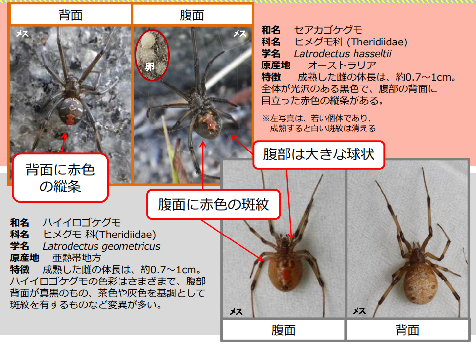 セアカゴケグモ
