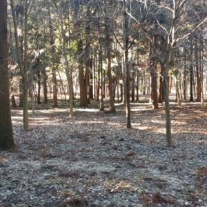 里山の息吹を感じる「高崎自然の森」