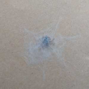 蜘蛛の巣