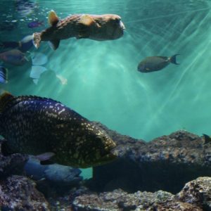 小さな池の大魚効果