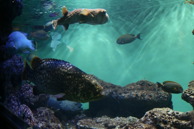 小さな池の大魚効果