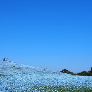 春空に映える青い絨毯！ネモフィラの魅力と国営ひたち海浜公園の見どころ