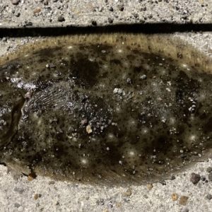 うわっ！あのキラキラ光る物体は…実は危険な寄生虫！？