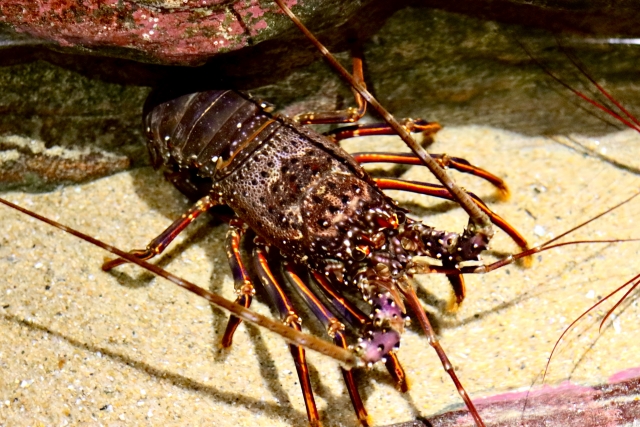 海の生き物たちの生息域の変化