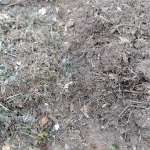 腐葉土の分解過程