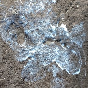 理数ファーム 2024.12.3