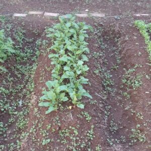 理数ファーム 2025.11.12