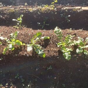 理数ファーム 2025.11.26