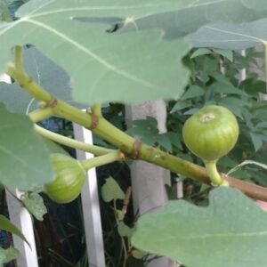 今年初植えのイチジク、早くも実がなりました！