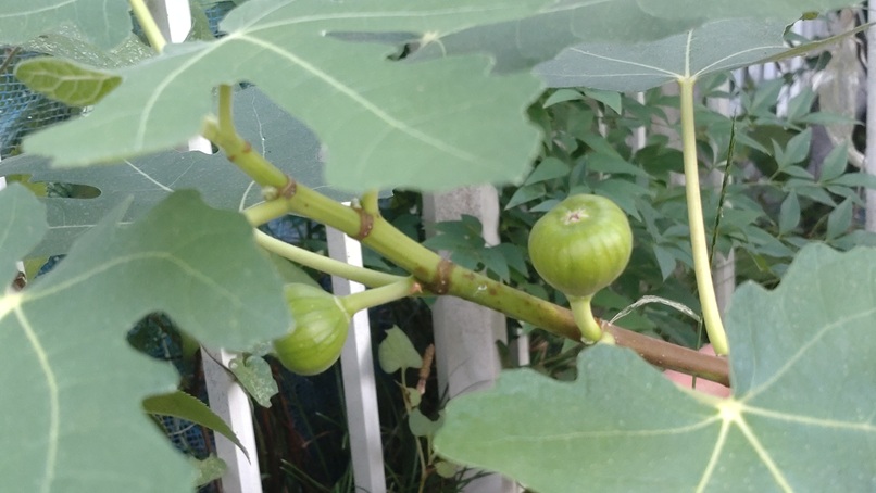 今年初植えのイチジク、早くも実がなりました!