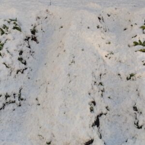 【理数ファーム 2026.1.3】 銀世界からのスタート！