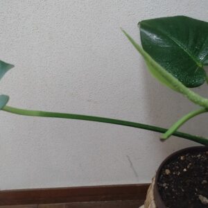 モンステラ