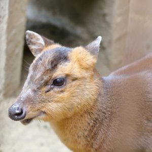 キョンってどんな動物？