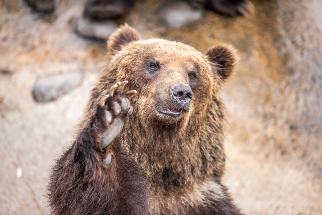 クマ被害