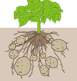 ジャガイモは茎が変化したもの