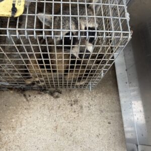 茨城県アライグマ防除実施方針