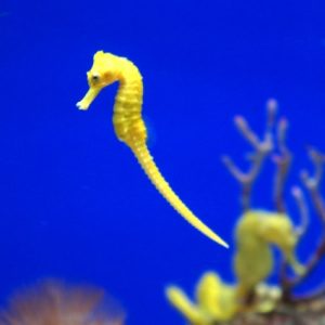 たつのこアクション