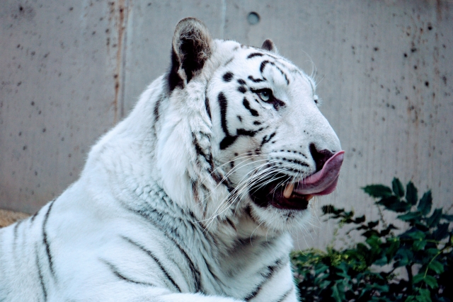 動物園のインターネット中継